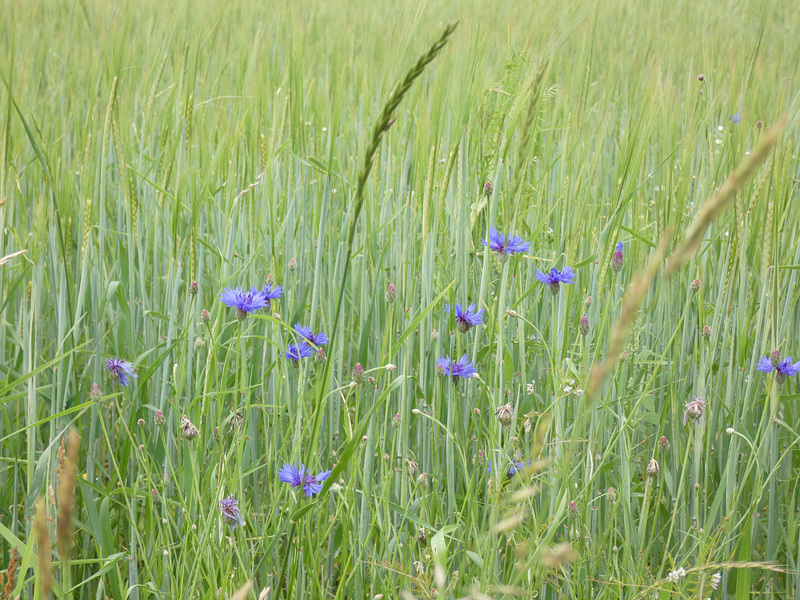 kornblumenblau
