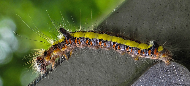 20210709 1615CPw [D~OS] Pfeileule (Acronicta psi), Raupe, Zoo Osnabrück