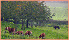 Km 13  Waving landscape