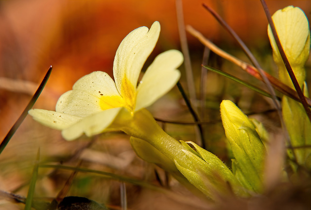 ........die Erd-Primerlen in ihrer Schönheit......................the primroses in their beauty......................les primevères dans leur beauté..............