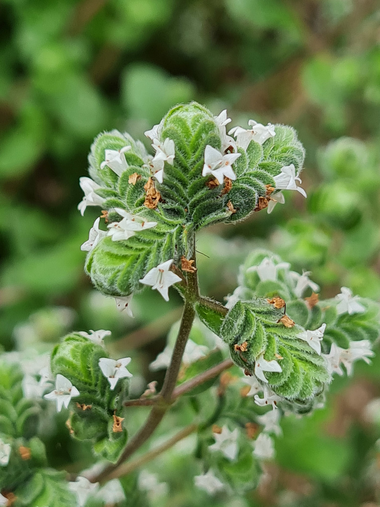 Marjoram