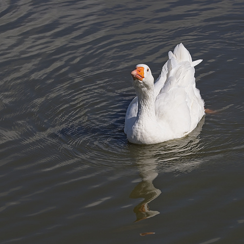 White Goose