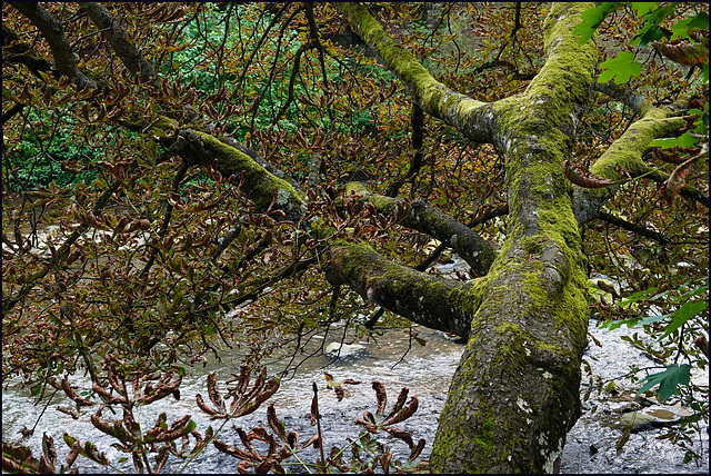 Horizontaler Kastanienbaum