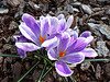 Crocus - 12 March 2016