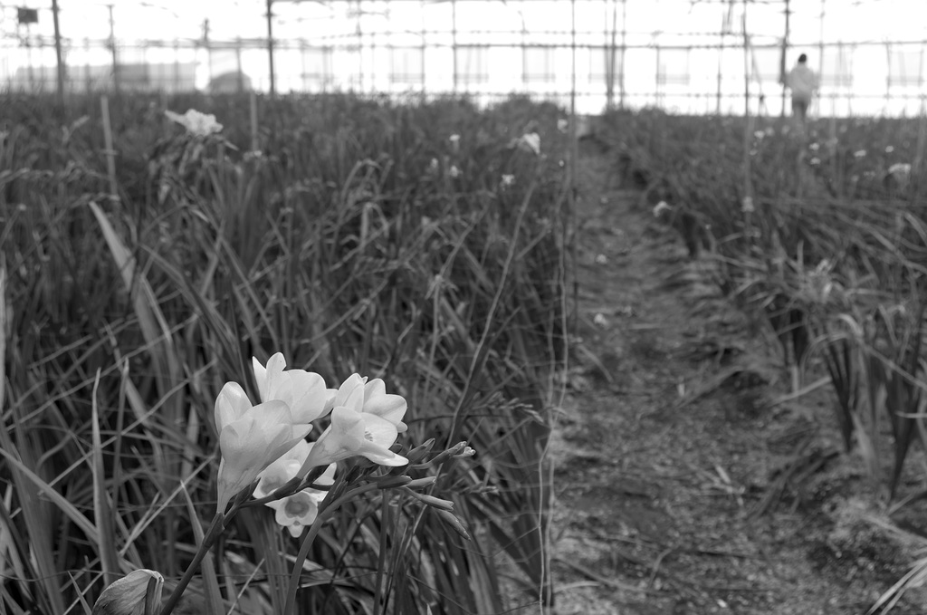 Fresia greenhouse