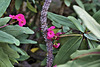 Couronne d’épines – Desert House, Princess of Wales Conservatory, Kew Gardens, Richmond upon Thames, London, England