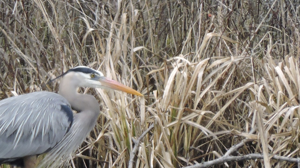 GBH Sapsucker NotDad