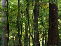 Balade en forêt (automne)