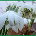 Galanthus nivalis fl. pl. - Gefülltblühendes Schneeglöckchen