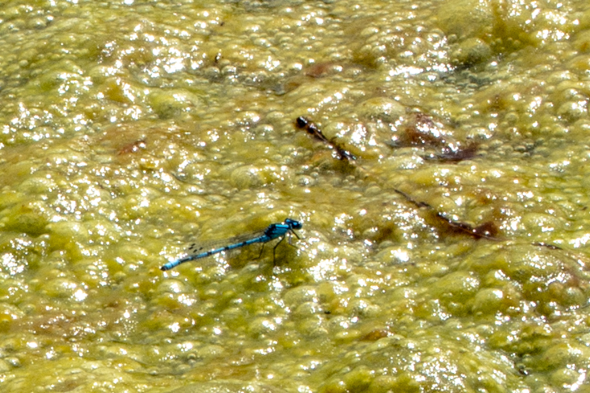Common Bluet-DSA 8492