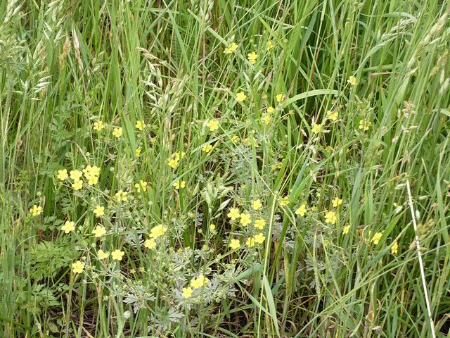 Wildblumen
