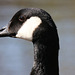 Portrait of a Canada Goose