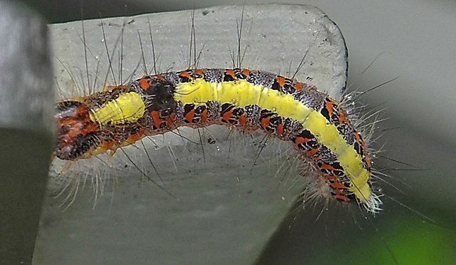 20210709 1621CPw [D~OS] Pfeileule (Acronicta psi), Raupe, Zoo Osnabrück