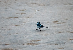 Pied wagtail