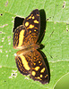 EF7A2722 Butterfly