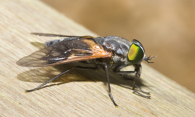 IMG 7094 Horsefly