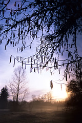 Winter tree at sunrise (2009)