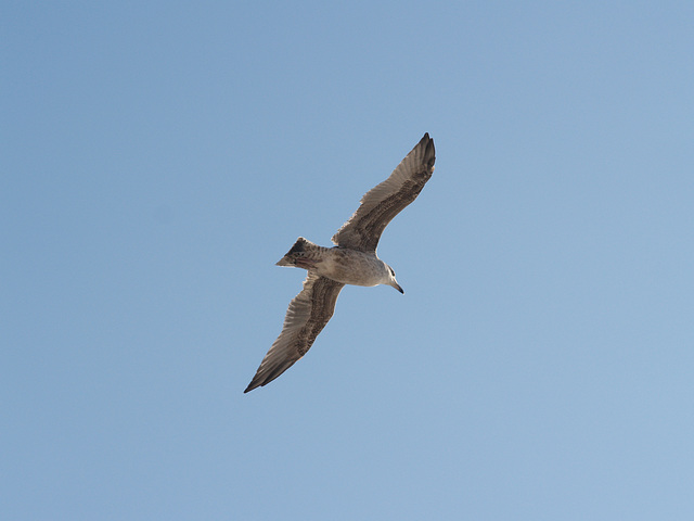 Baltic Seagull