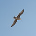 Baltic Seagull