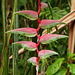 Heliconia, Asa Wright Nature Centre