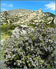 Rosemary and granite