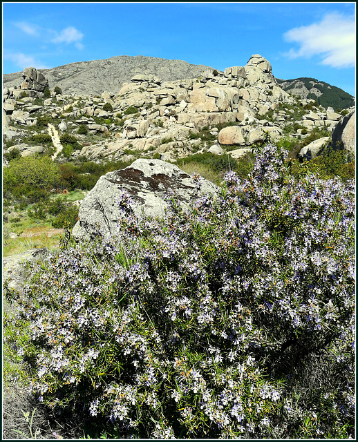 Rosemary and granite