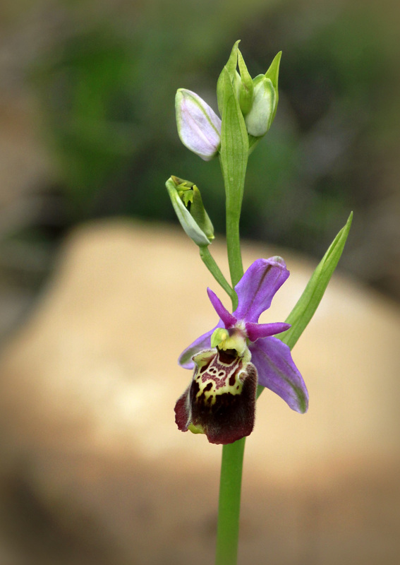 Ophrys 2