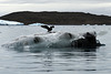 Phalacrocorax carbo, Vatnajökull , Jökulsárlón