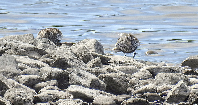 20190609 4901CPw [R~GB] Alpenstrandläufer, Wales