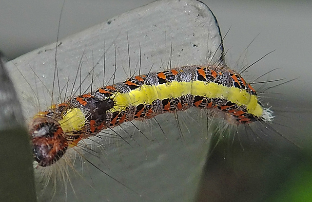 20210709 1622CPw [D~OS] Pfeileule (Acronicta psi), Raupe, Zoo Osnabrück