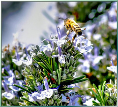 'Rosemary bee'... ©UdoSm