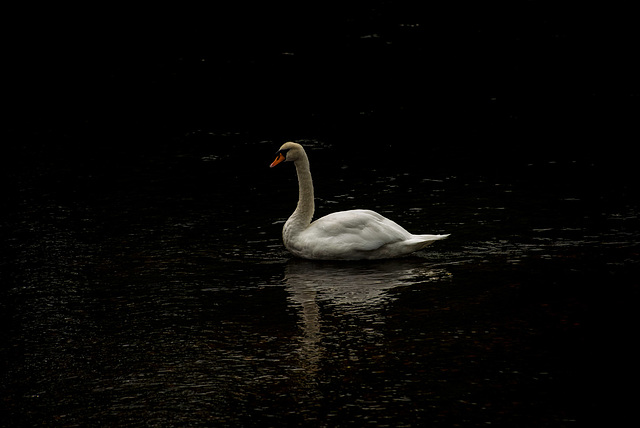 Mute swan