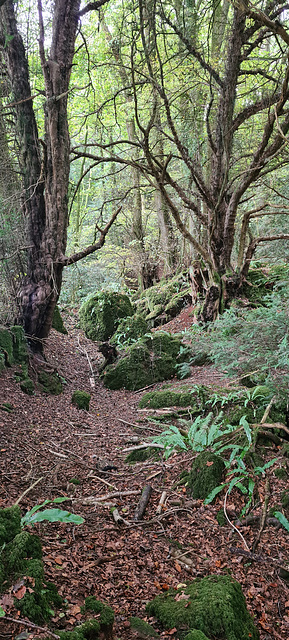 Puzzlewood