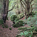 Puzzlewood