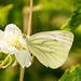 Pieris napi auf Brombeere