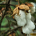 Baumwolle - Cotton