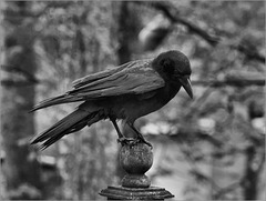 Crow pondering