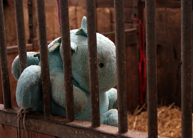 Un jouet en tissus ne pleure pas , il souffre en silence . Un centre équestre accusé de maltraitance envers les peluches Un jouet en tissus ne pleure pas , il souffre en silence . Un centre équestre accusé de maltraitance envers les peluches