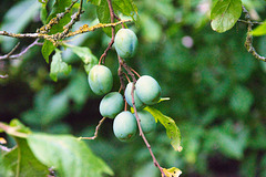 Greengages