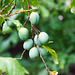 Greengages