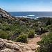 CORSICA - Murta Spana