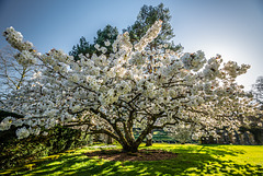 Dartington Hall Garden - 20150414