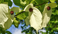 Blühender Taschentuchbaum - Blooming handkerchief tree - Davidia involucrata