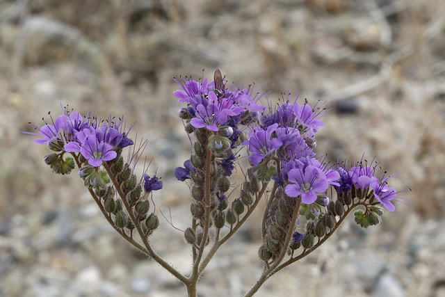 Notch-leaved Phacelia