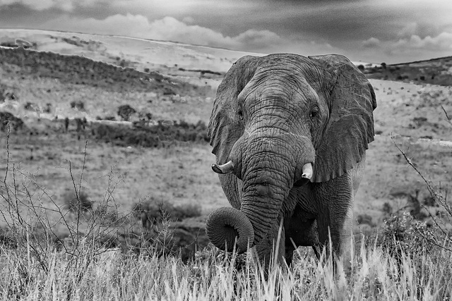 seul dans la savane