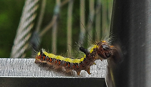 20210709 1623CPw [D~OS] Pfeileule (Acronicta psi), Raupe, Zoo Osnabrück