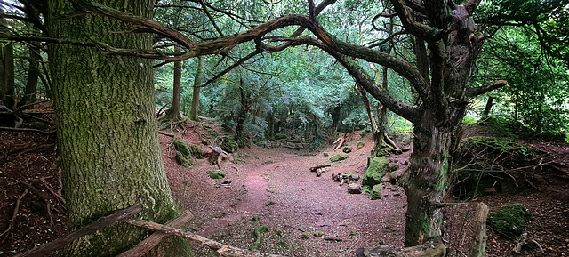 Puzzlewood