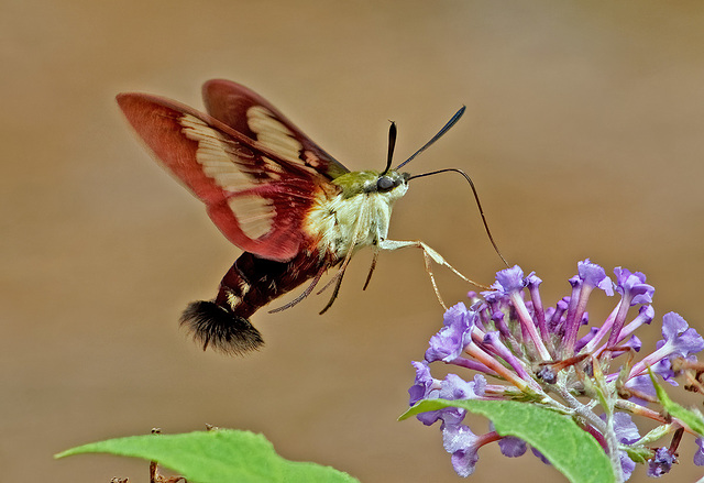 Clearwing moth.  8141322.