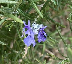 Flower of Rosmery