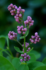 Promesse de fleurs ?